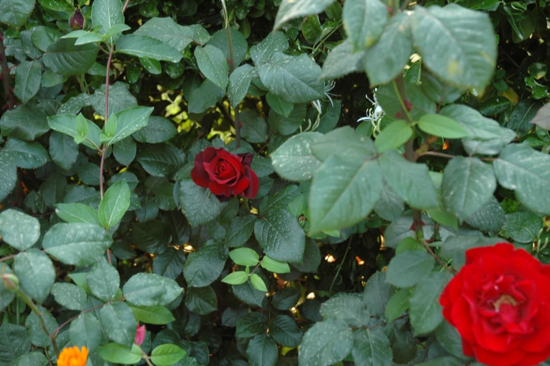 Róże Holiday Park Resort