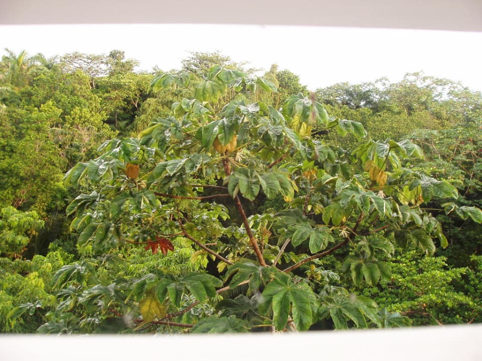 Blick vom Balkon Bayview Eco Resort