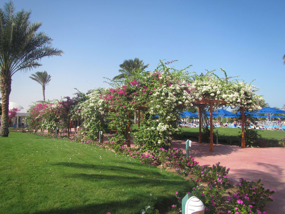 Gartenanlage Desert Rose