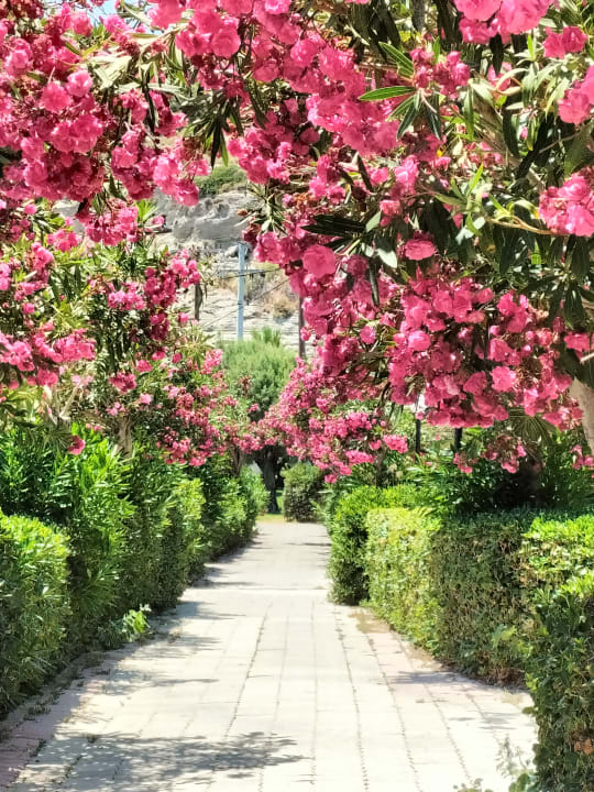 Gartenanlage Hotel Calypso Beach