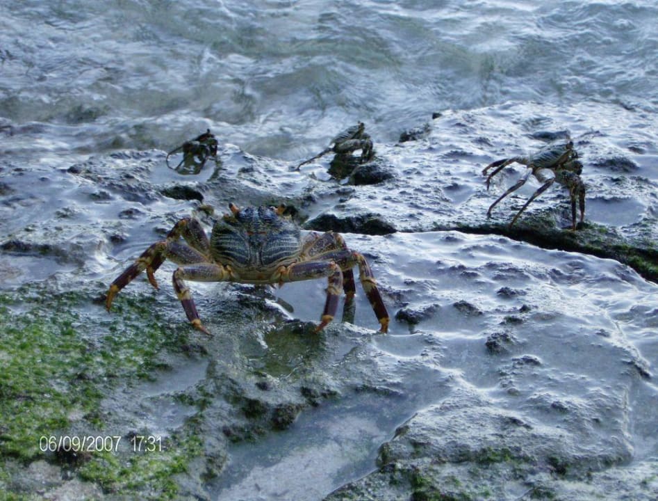 Krebse Summer Island Maldives