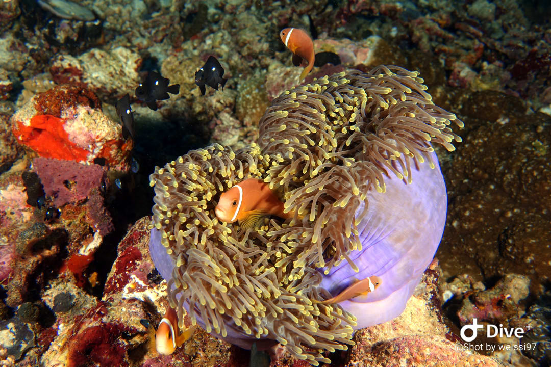 Sport & Freizeit Angsana Velavaru