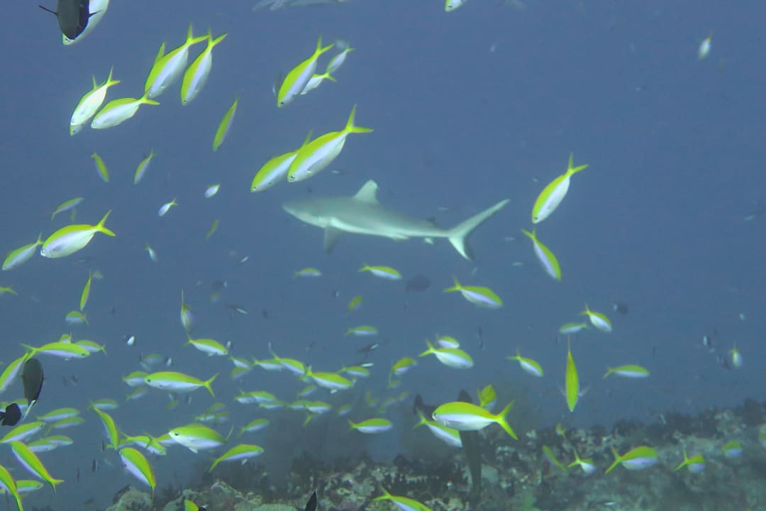 Sport & Freizeit Adaaran Select Meedhupparu Island Resort - Premium All Inclusive