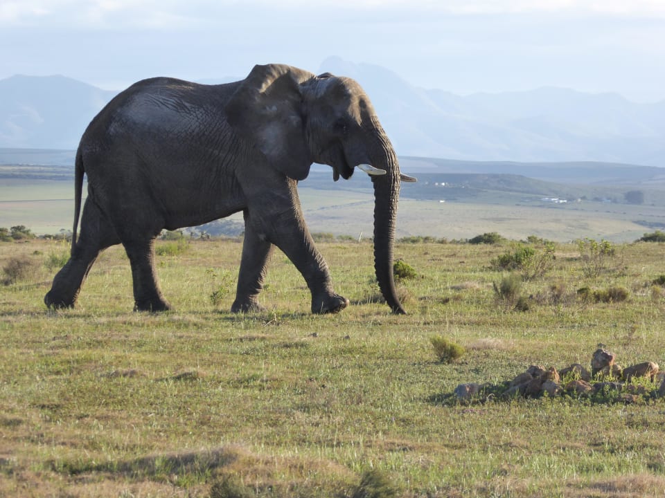 Elefant im Park Hotel Garden Route Game Lodge
