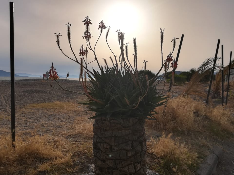 Strand Jiva Beach Resort