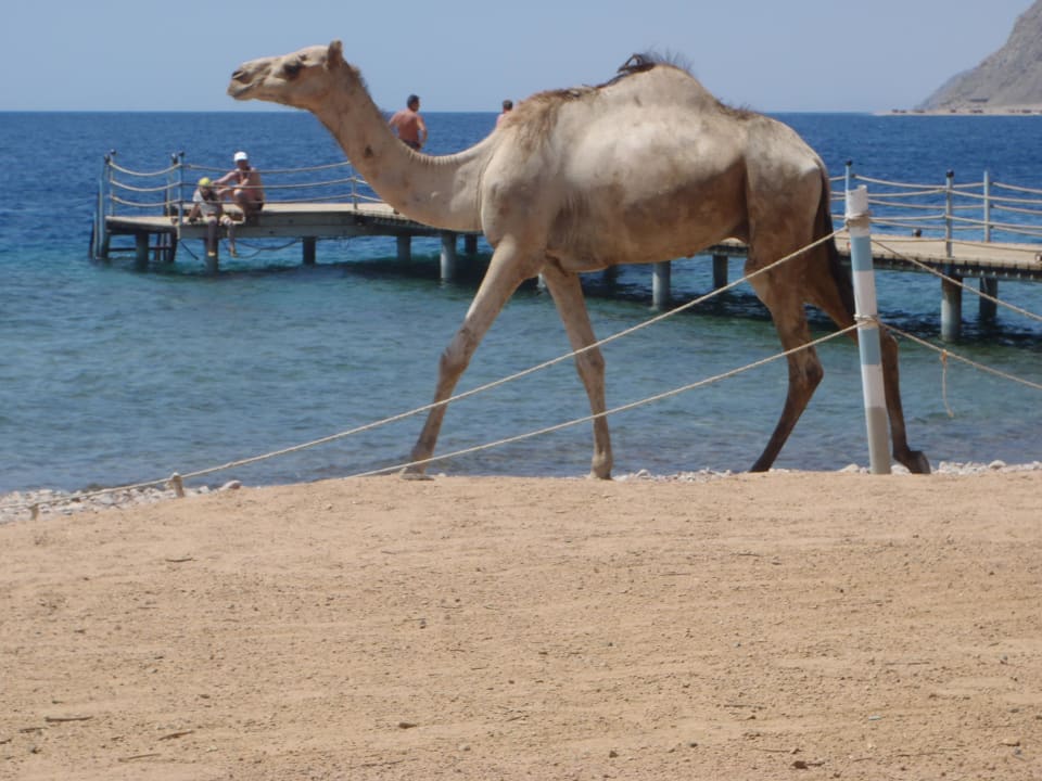 Freigänger am Strand Happy Life Village