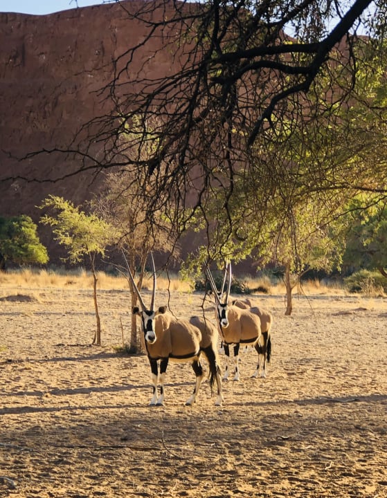 Sonstiges Namib Desert Lodge