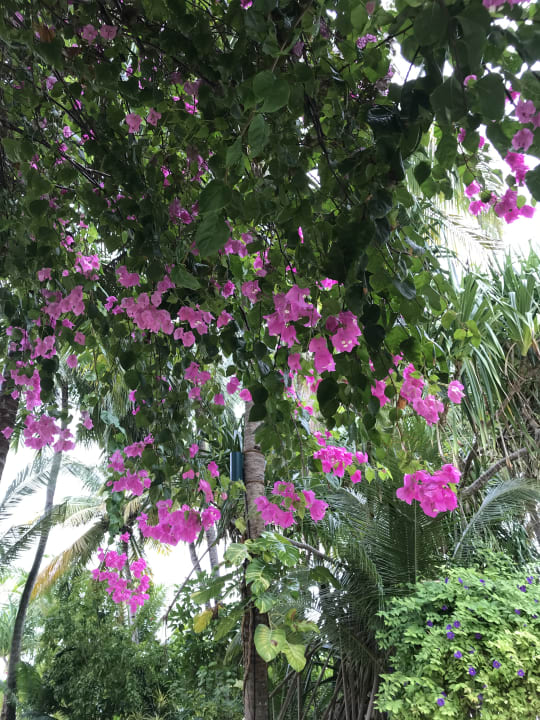 Sonstiges Kuramathi Maldives