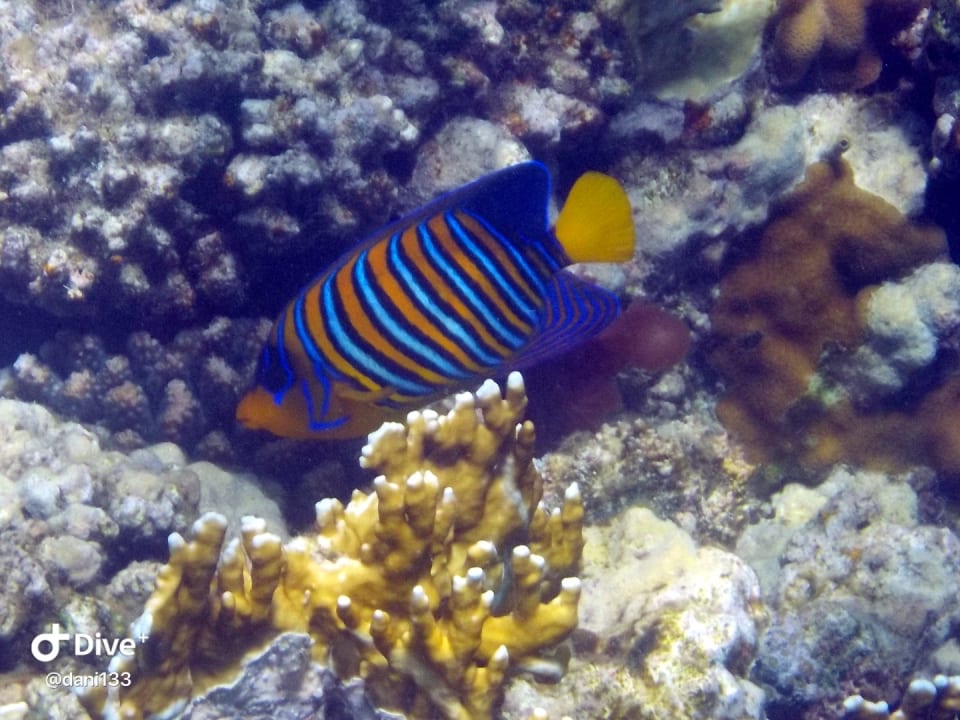 Strand Pickalbatros Sands Hotel - Port Ghalib