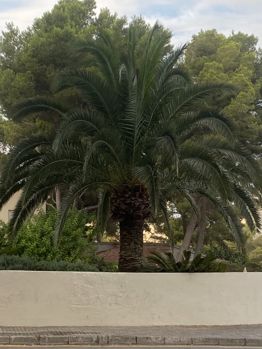 Strand Grupotel Orient