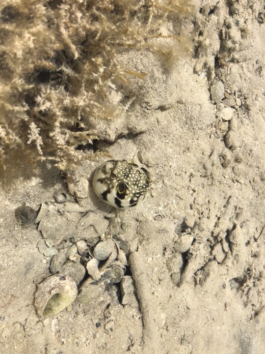 Strand Tropitel Sahl Hasheesh