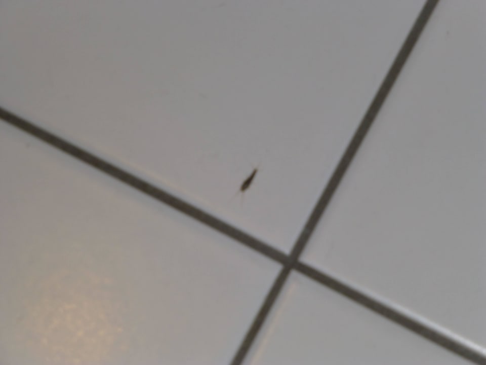 Silberfische ins Bad Hotel Astoria