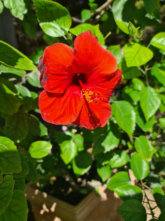 Gartenanlage Royal Atlantis Beach Hotel