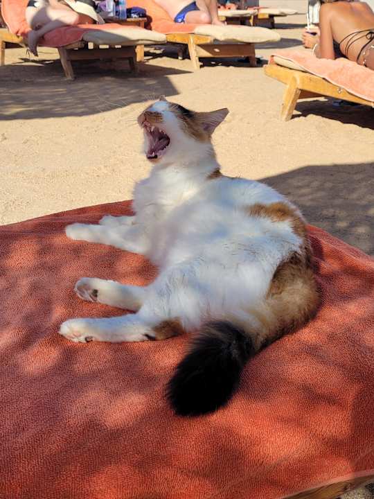 Strand The Grand Palace - Adults only