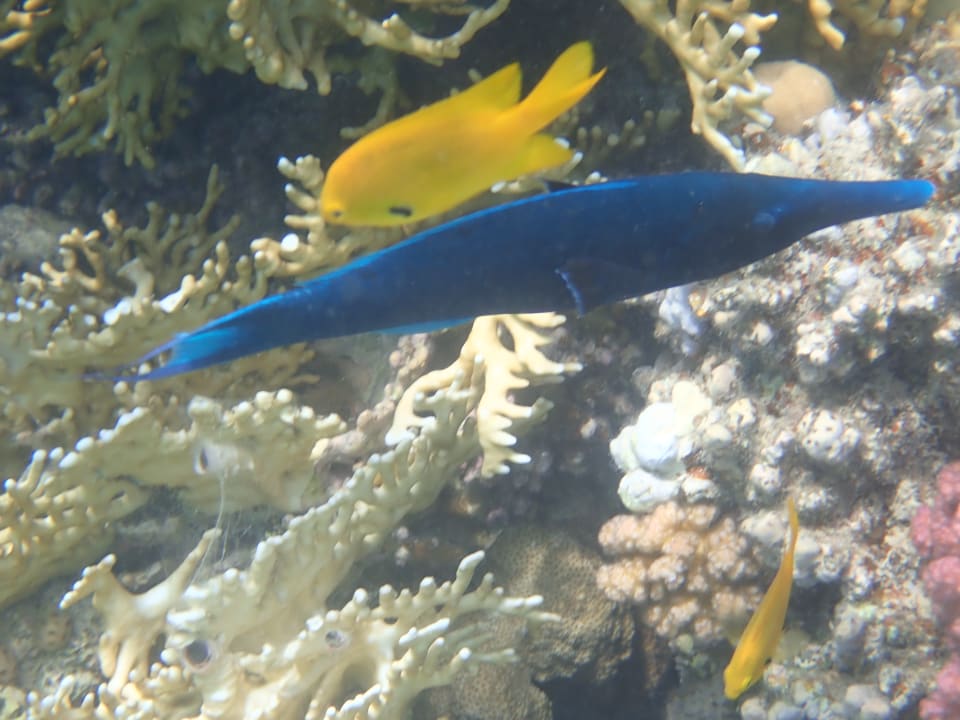 Strand Makadi Spa - Adults only