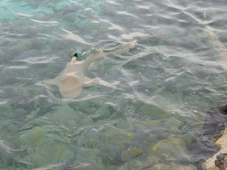 Kleiner Hai Summer Island Maldives