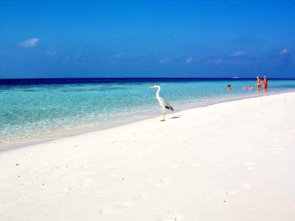 Störche waren auch auf der Insel. Vilamendhoo Island Resort & Spa