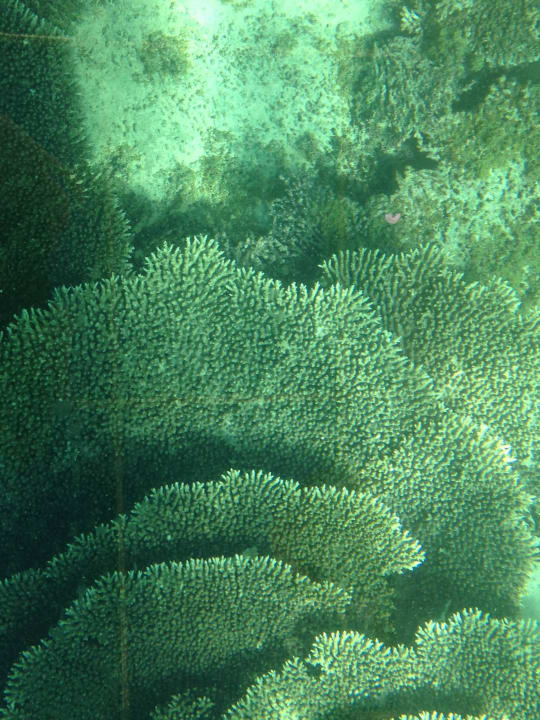 Unterwasser welt Constance Belle Mare Plage