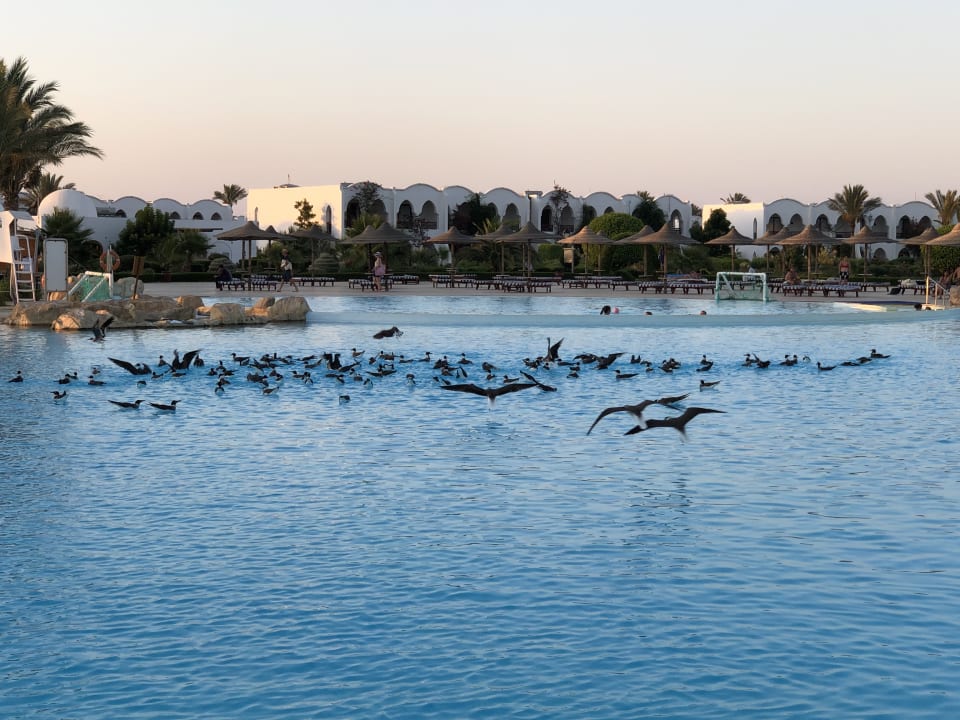 Pool Hotel Gorgonia Beach Resort