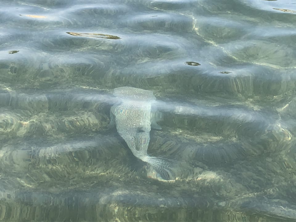 Sonstiges Steigenberger Coraya Beach - Adults only