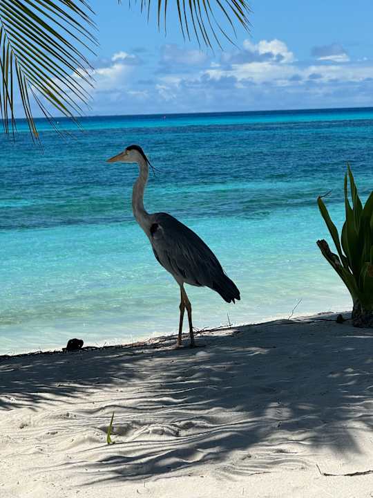 Sonstiges Kuredu Island Resort & Spa