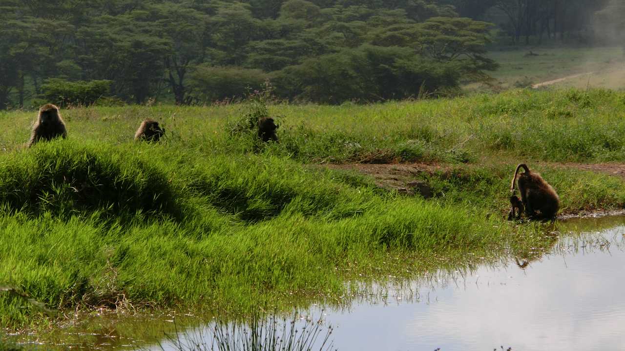 Ausblick Lake Nakuru Sopa Lodge