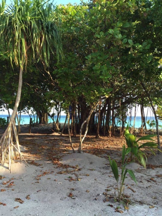 Inselrundgang Furaveri Maldives