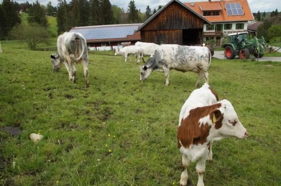 Wiese und Bauernhof Landhof Ferienhaus Ungelert