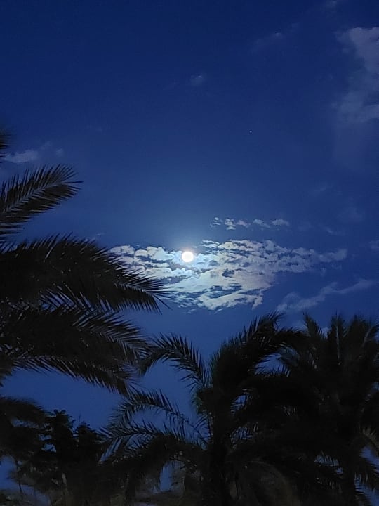 Ausblick Malikia Resort Abu Dabbab