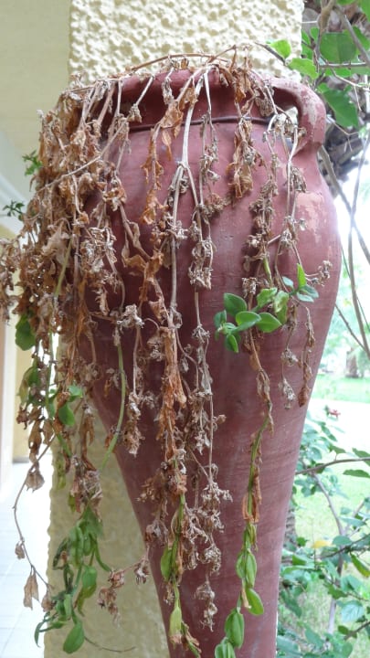 Piękne kwiaty w Paradis Palace Hotel Paradis Palace