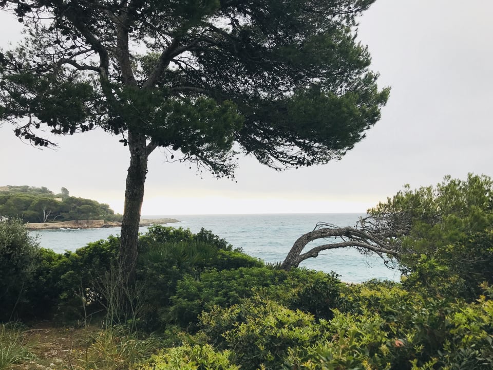 Ausblick Iberostar Waves Pinos Park