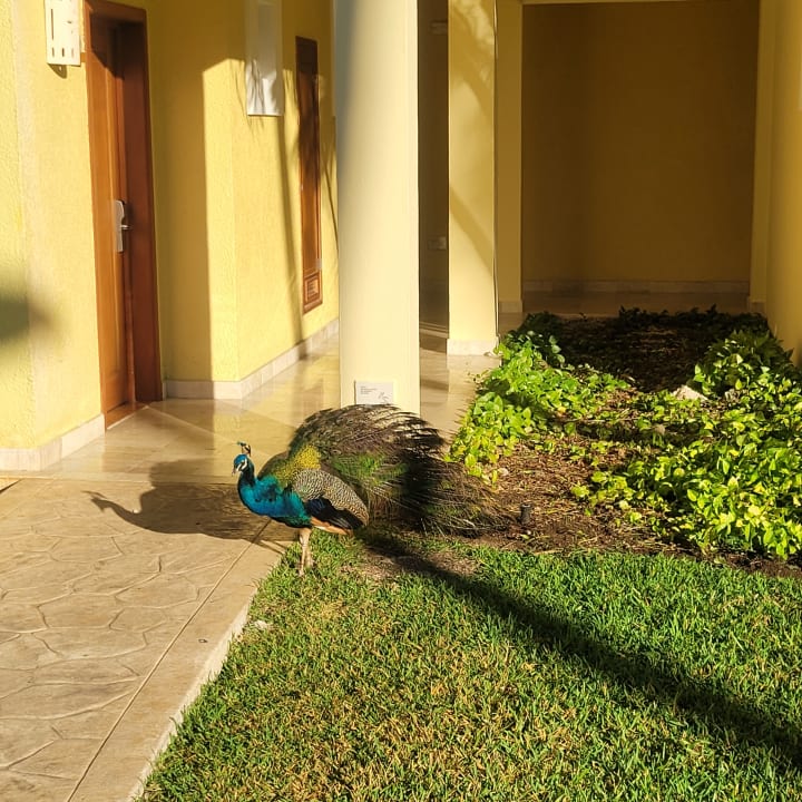 Sonstiges Iberostar Waves Paraiso del Mar