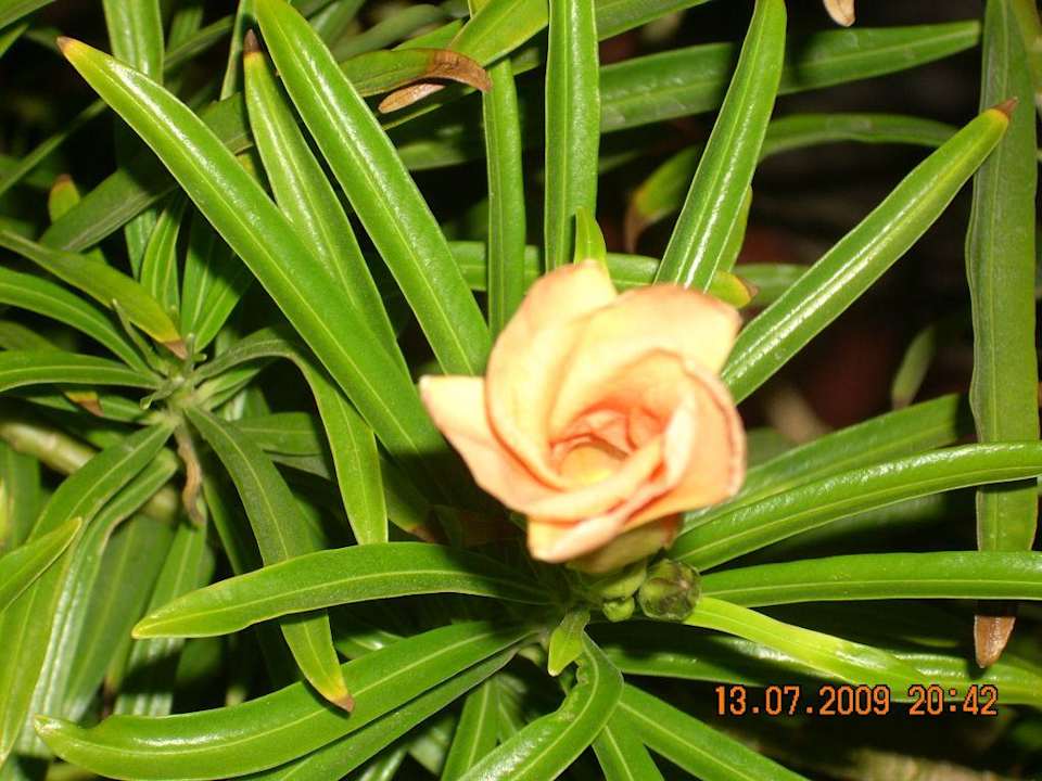 Полно кустов с такими цветами Pickalbatros Aqua Park Resort - Hurghada