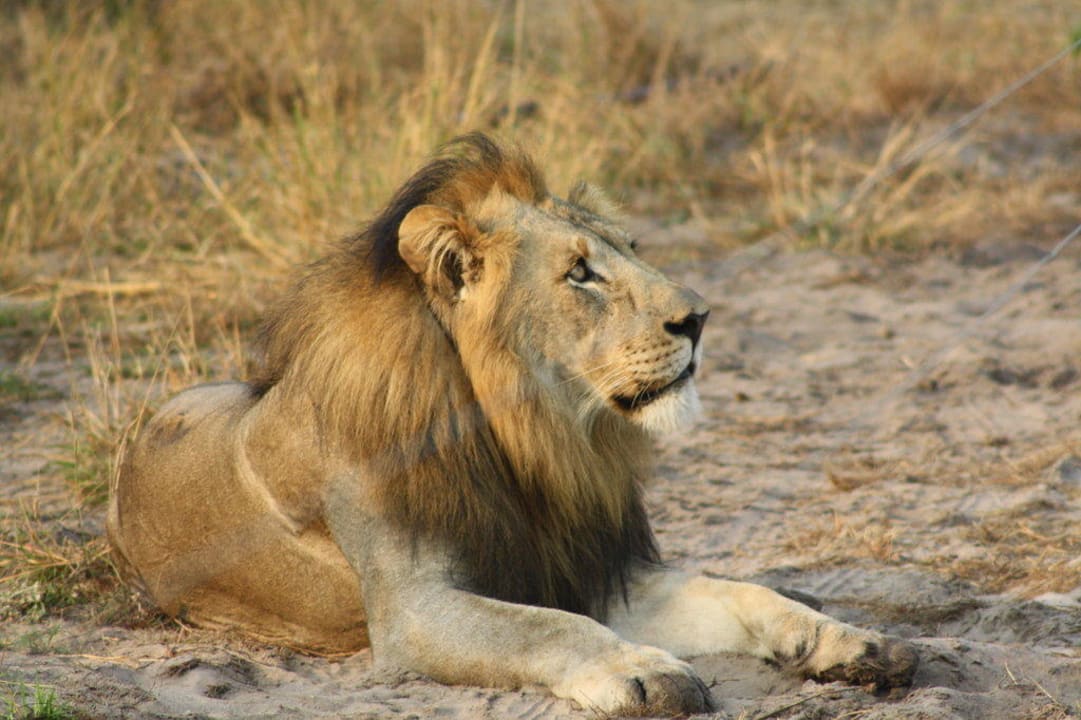 Der Löwe straft uns mit Nichtachtung Game Lodge Tembe National Elephant Park
