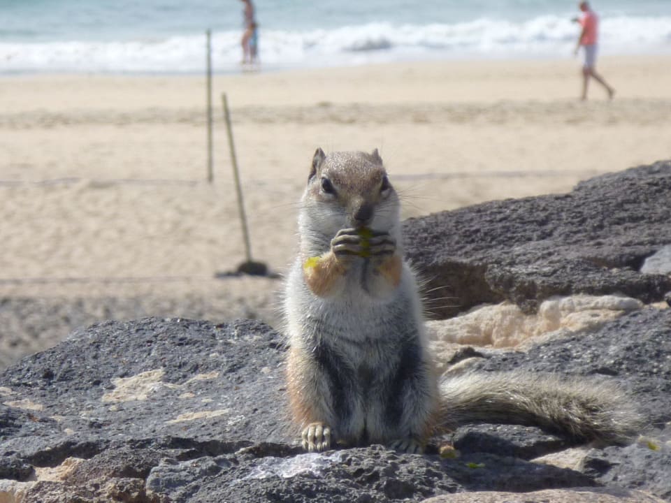 Hmmm das schmeckt Club Jandia Princess