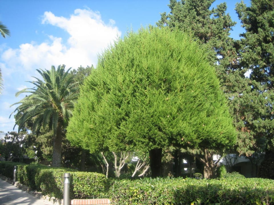 Schön geschnitten Aldiana Club Rocca Nettuno Calabria