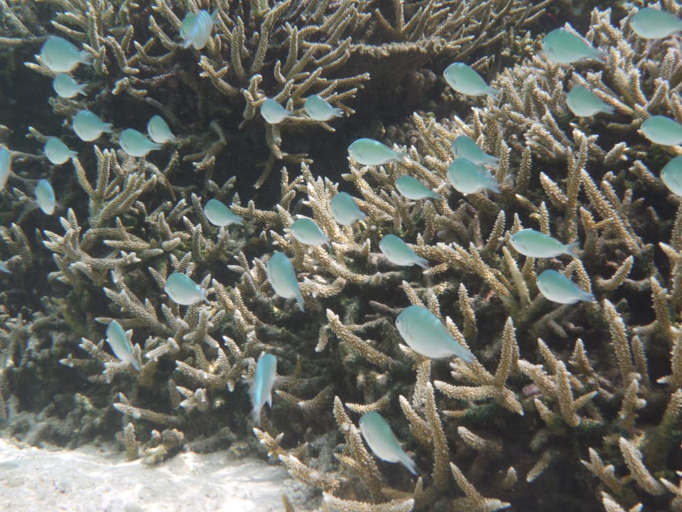 Schnorcheln am Hausriff ananea Diamonds Athuruga