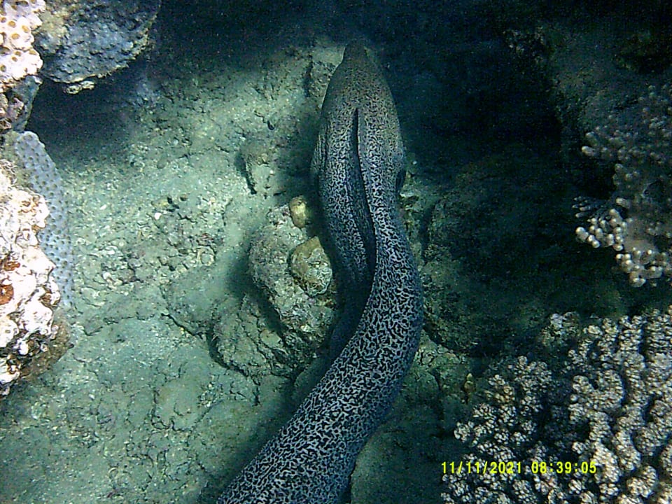 Sport & Freizeit Shams Alam Beach Resort