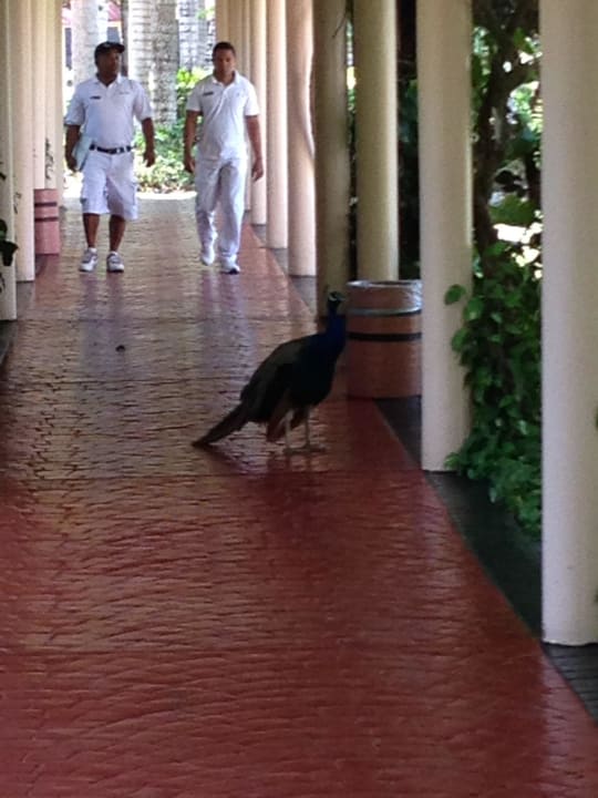 Weder Personal noch Gast haben ihn gestört Grand Palladium Punta Cana Resort & Spa