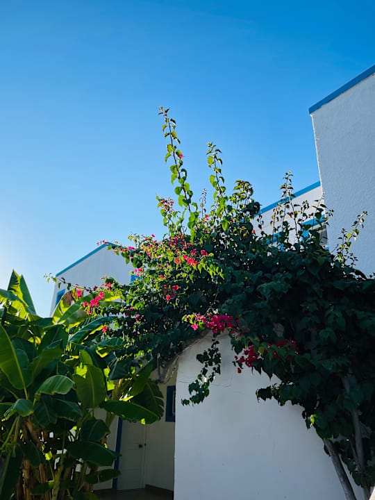 Gartenanlage Hotel Tigaki's Star
