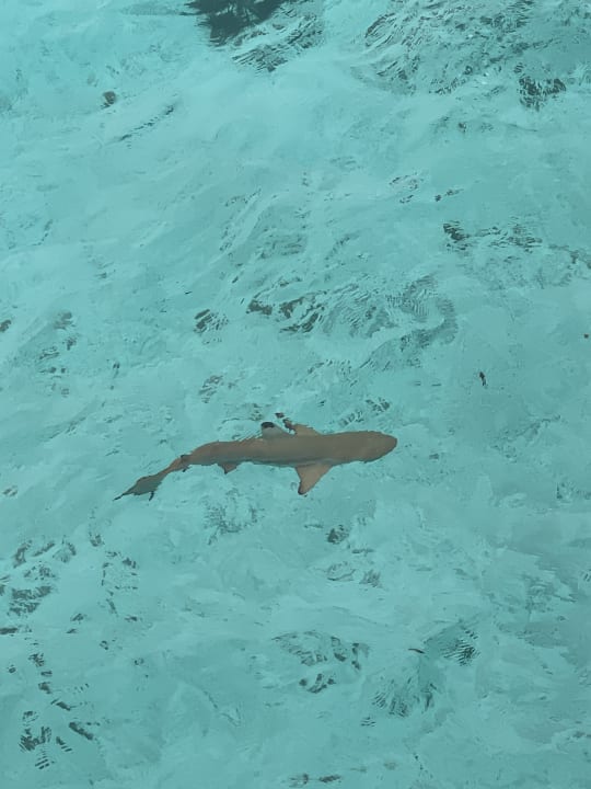 Sport & Freizeit ROBINSON MALDIVES