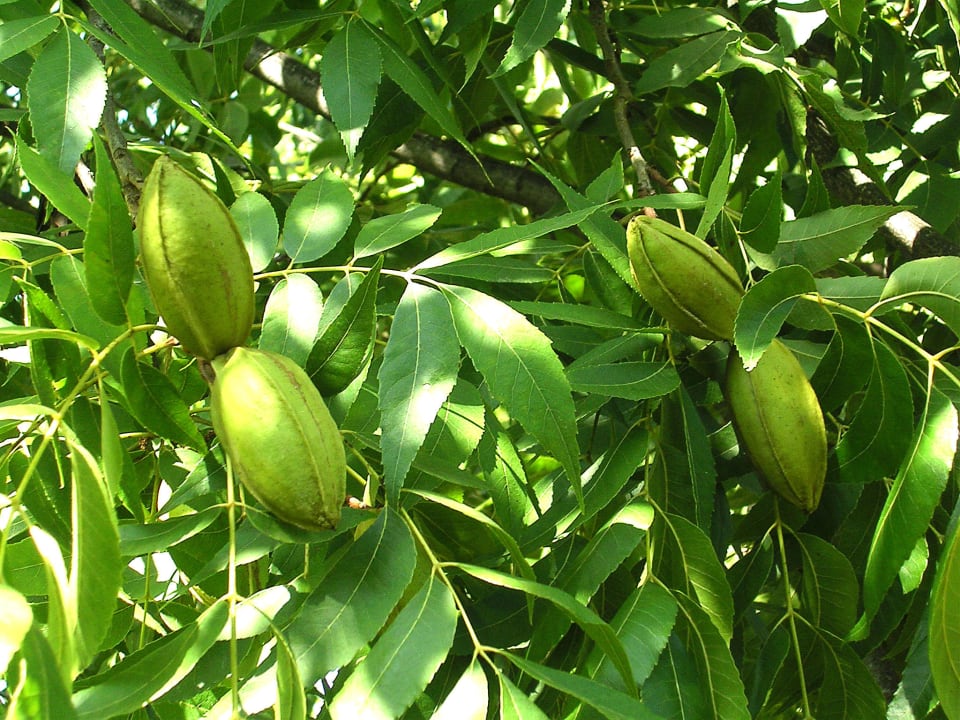 Pecan nuts  Hotel Akdeniz Bahcesi