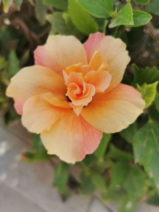 Gartenanlage R2 Pajara Beach