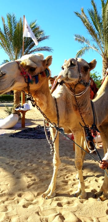 Strand ROBINSON SOMA BAY