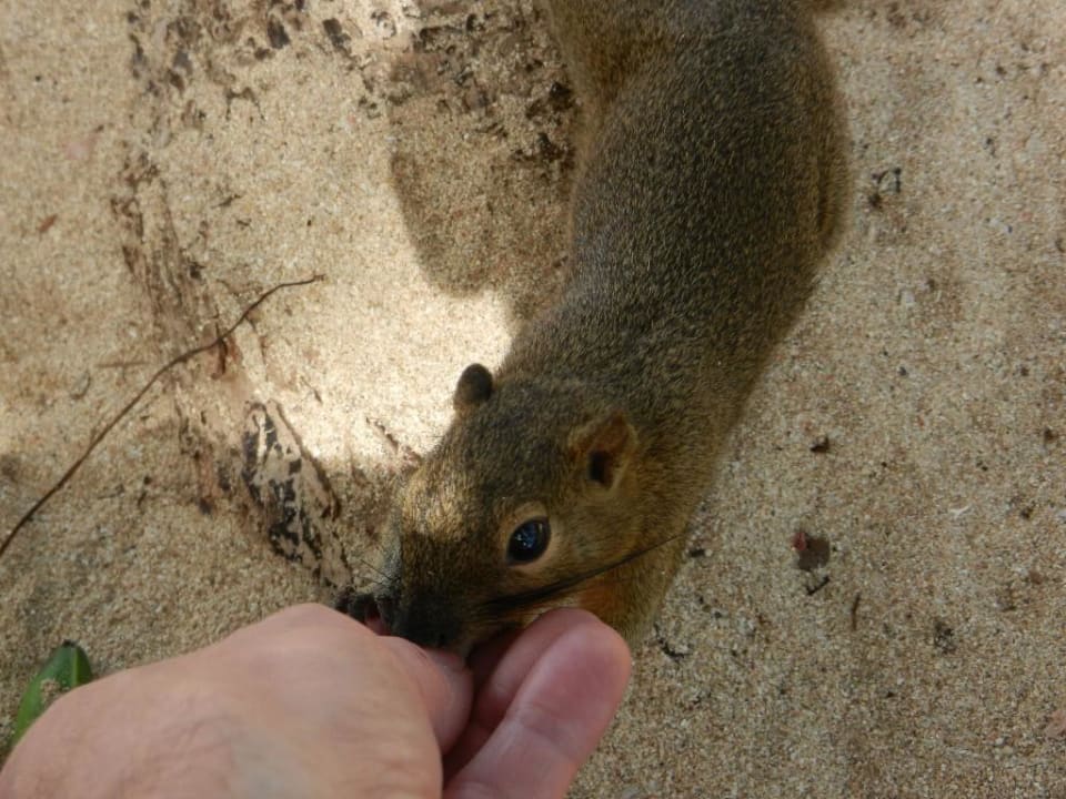 Verfressene Eichhörnchen The Laguna A Luxury Collection Resort & Spa