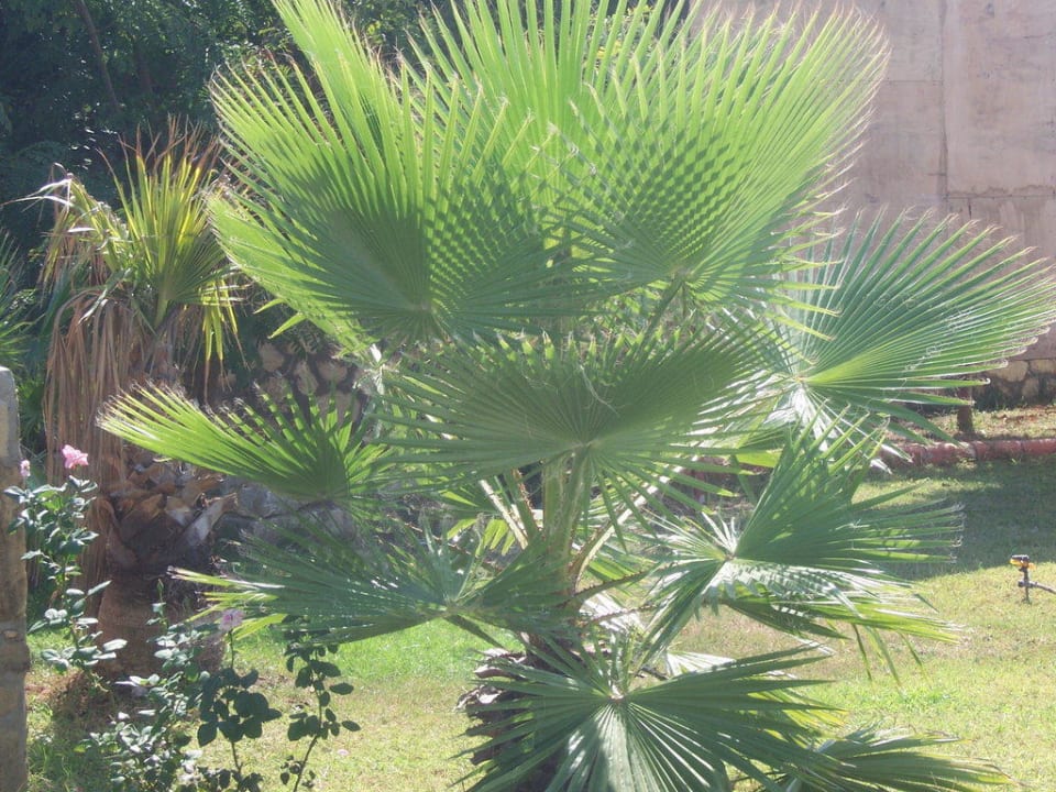 Garten Can Garden Beach