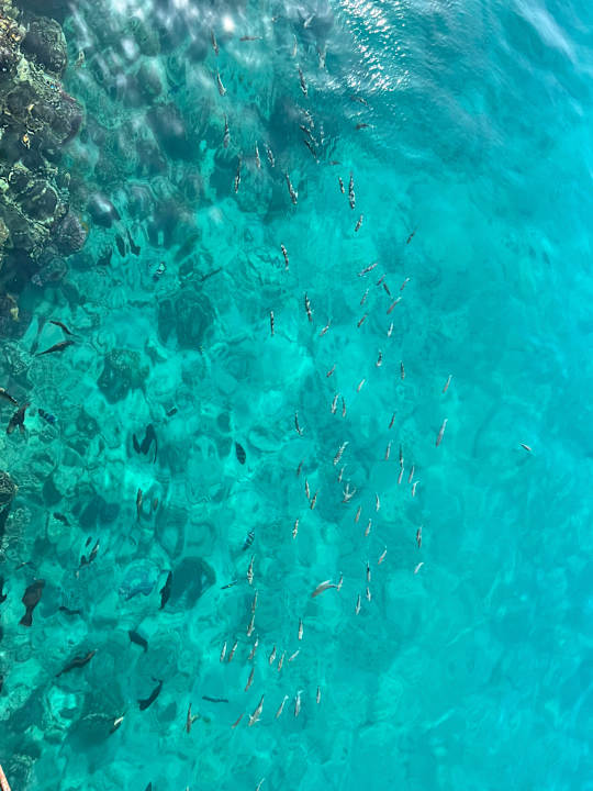 Ausblick Pickalbatros Citadel Resort