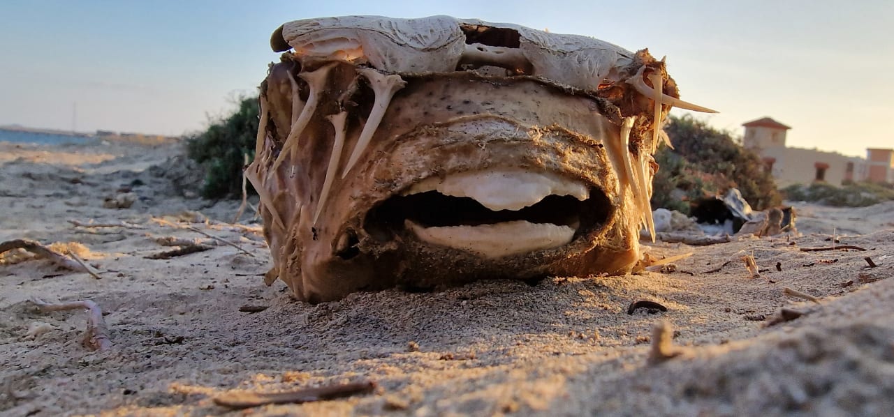 Strand Amarina Queen Resort Marsa Alam