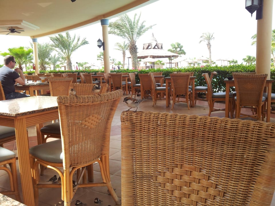 Hungrige Spatzen Hotel Riu Karamboa