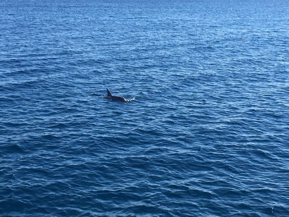 Strand Shams Prestige Abu Soma-Adults Only